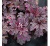 Гейхерелла  Плам Каскад (Plum Cascade) C1